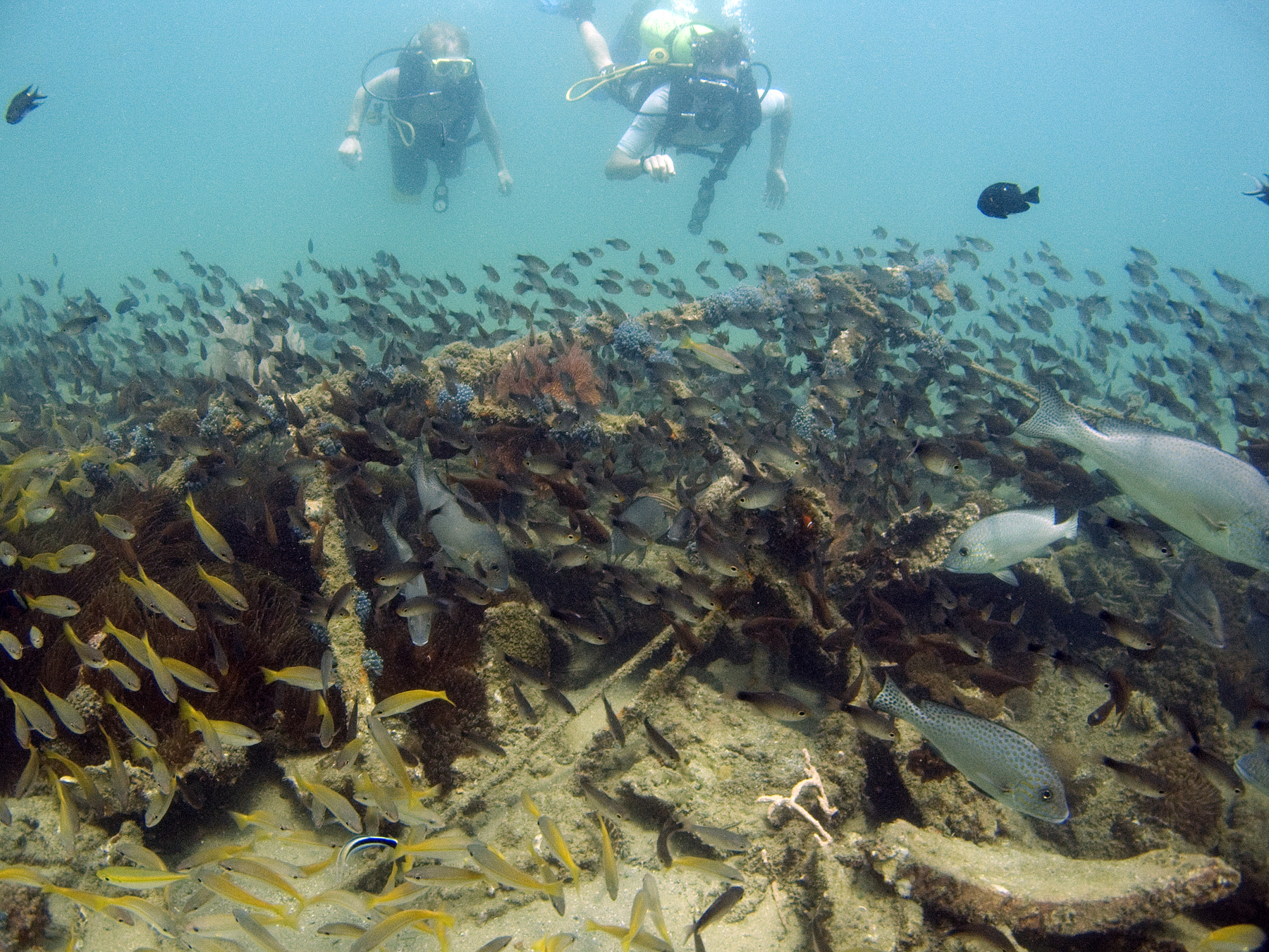 Artificial reef pulau sibu