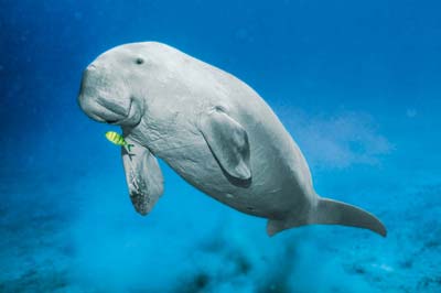 Dugong pulau sibu