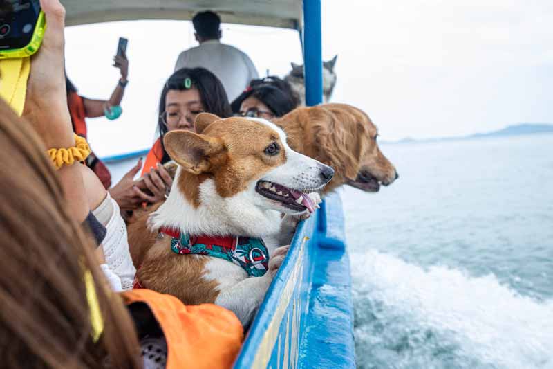 dogs on a boat 